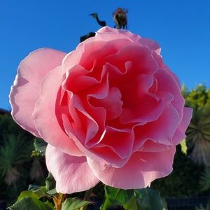 Meet your Posher, Marie